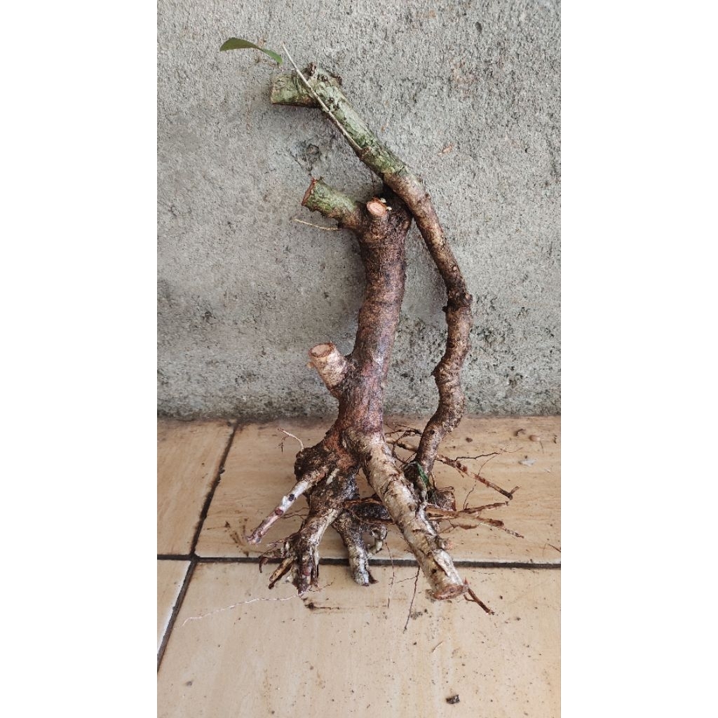 bahan bonsai walikukun realpic sesuai gambar