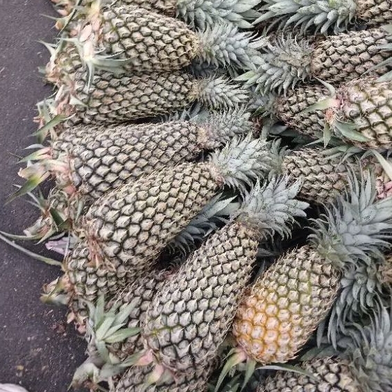 nanas palembang super utuh tanpa kupas bigg size jumbo per 1 pcs