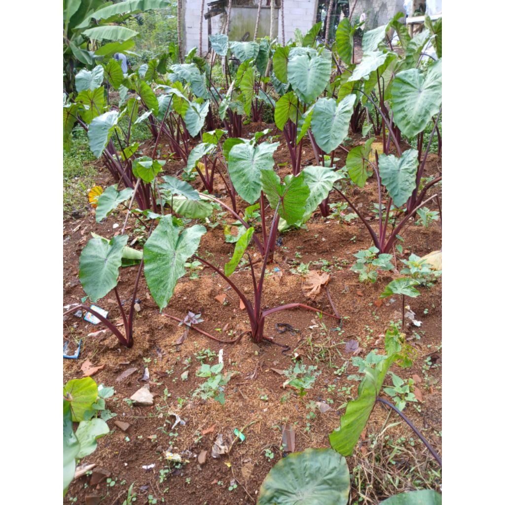 Tanaman Talas Bogor  Bibit PohonTalas Ungu 10 btg