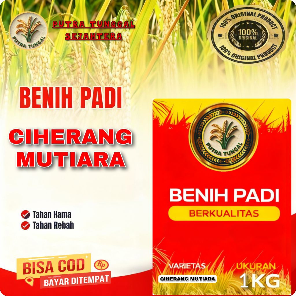 (1KG) Benih Padi CIHERANG MUTIARA SUPER padi terlaris bibit padi super unggul berkualitas