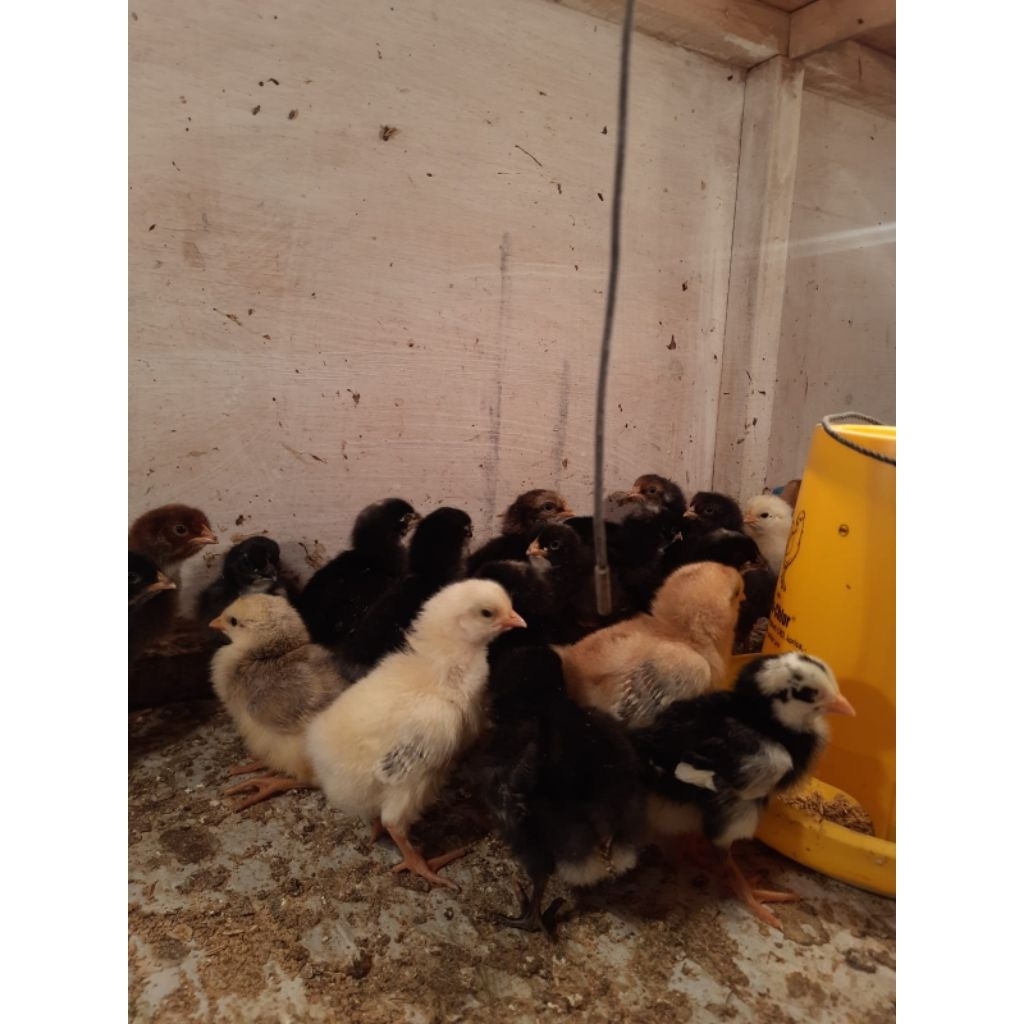 ANAK AYAM KAMPUNG PETELUR HANDAL, CAMPUR,  ELBA, ARAB, KUNTARA4, URABA, 50 EKOR, UMUR 0 - 1 MINGGU. 