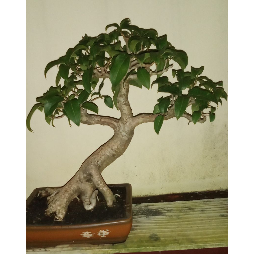 Bonsai Bunut siap pajang