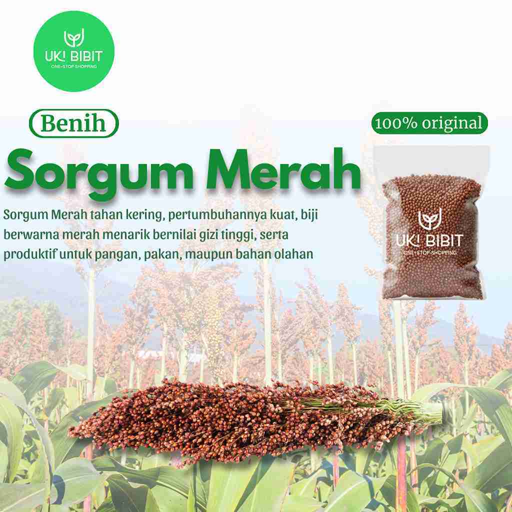 ( 100 Butir ) Benih Biji Sorgum Merah | Red Sorghum | Jagung Cantel Merah