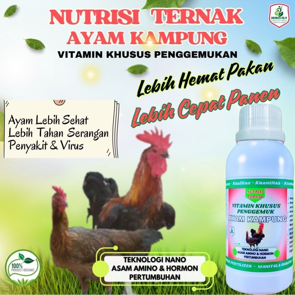 Vitamin Ayam Kampung Cepat Besar Obat Jamu Ayam Jawa Ayam Bangkok Ayam Petelor Ayam Aduan Ayam Jago