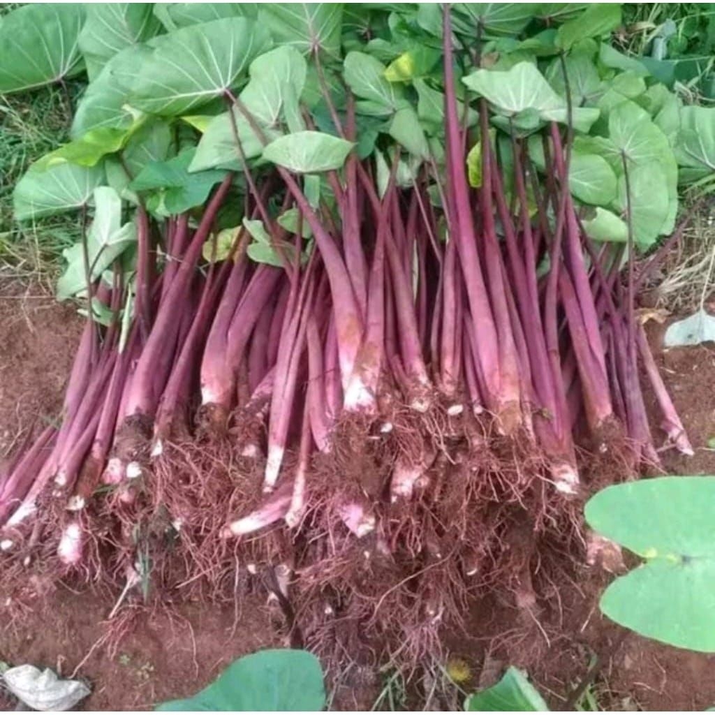 Tanaman Talas Bogor  Bibit PohonTalas Ungu 10 btg