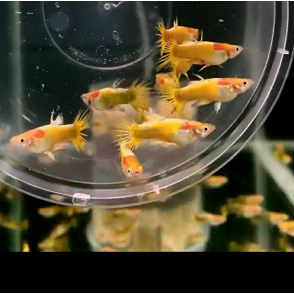 Pembersih Aquarium Guppy Gold Crowntail 1pasang line Vietnam Asli