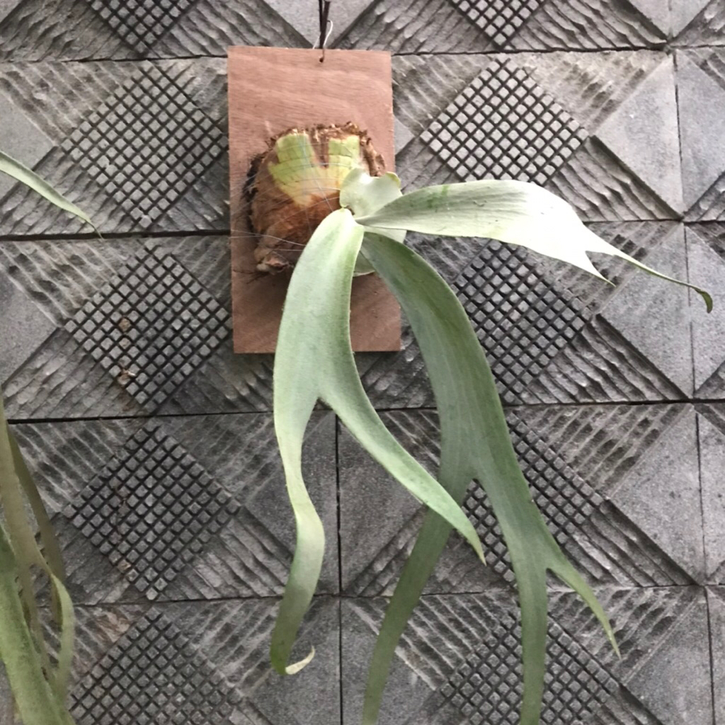 Platycerium Willinckii Rawatan Media Papan