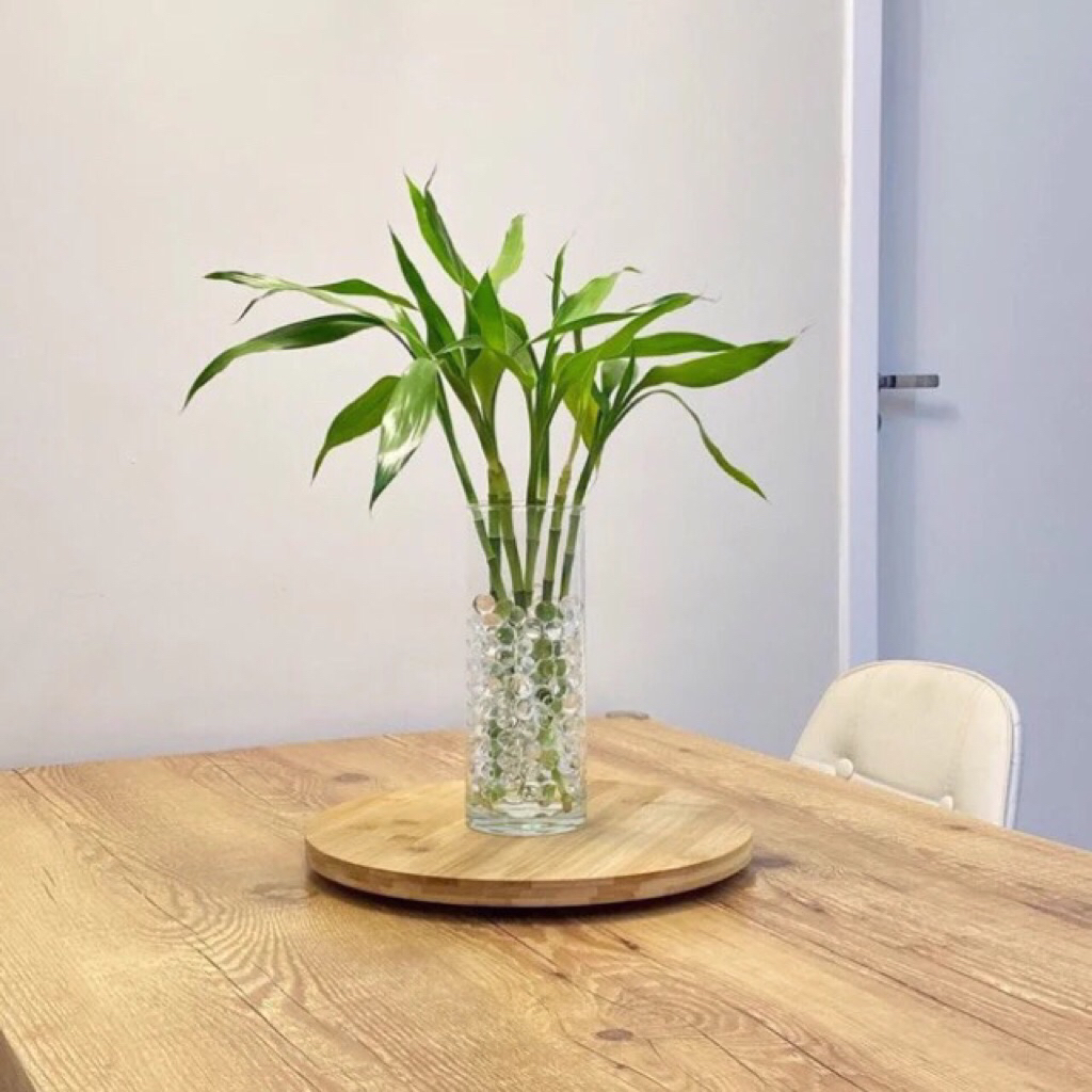 Terlaris Tanaman Bambu Hoki Sri Rejeki Tanaman Hias Sri Rejeki Bisa Di Air