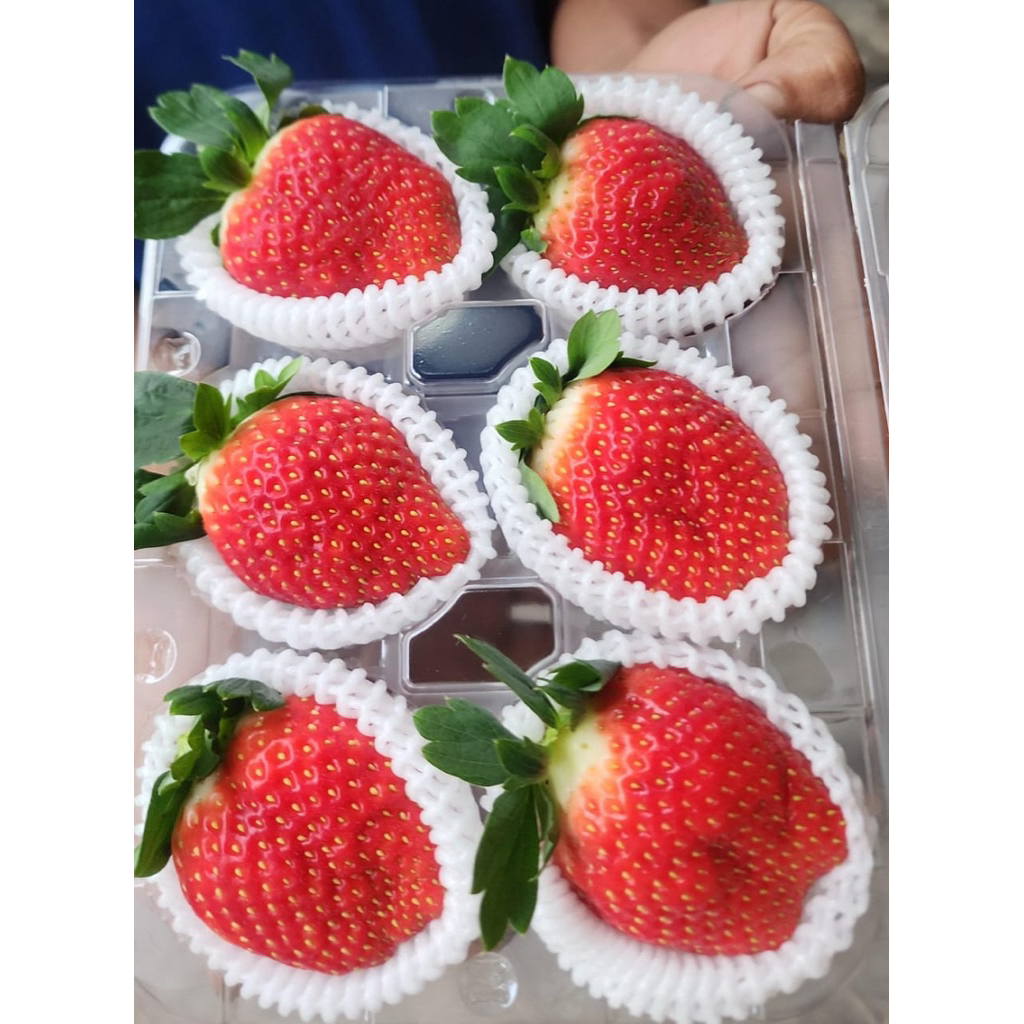 Strawberry Korea Arihyang Jumbo Perpack