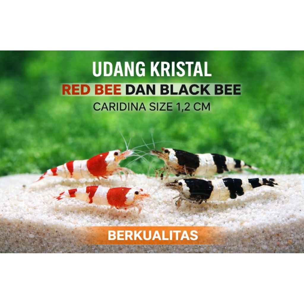 Hiasan dan dekorasi Aquarium Aquascape Udang kristal red bee dan black bee shrimp Udang hias air taw