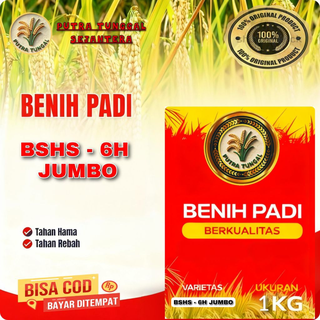 (1KG) Benih Padi HIBRIDA BSHS 6H SUPER bibit super unggul berkualitas