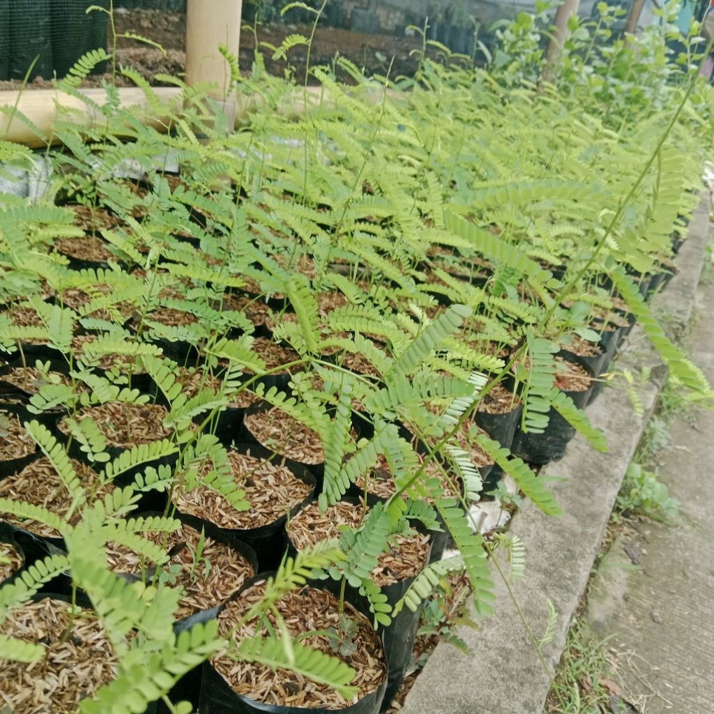 Bibit Tanaman Saga rambat daun saga herbal untuk obat batuk