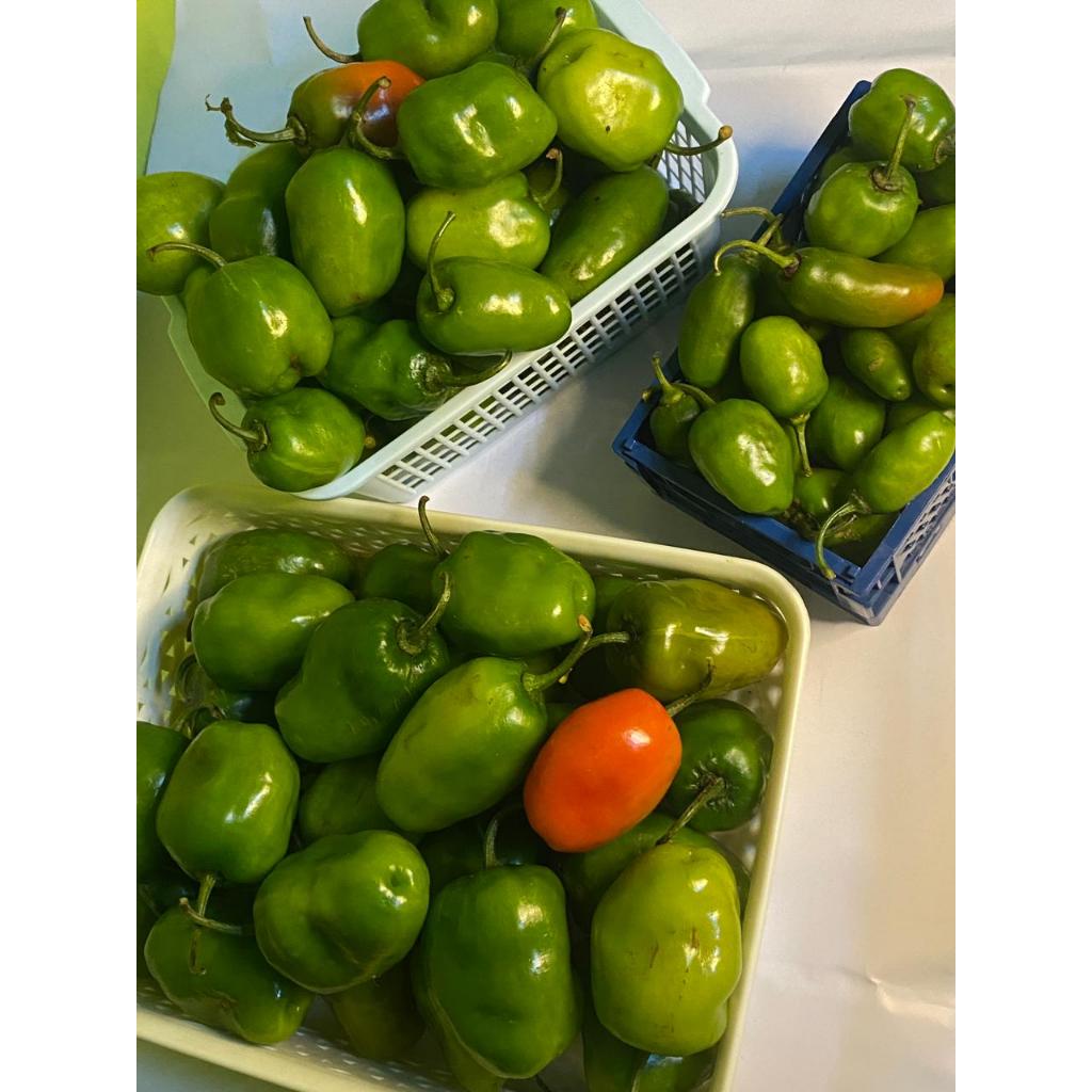 cabe gendot segar/ cabe gendot promo/ cabe gendot khas dieng/ cabe gendot/ cabe gendot murah