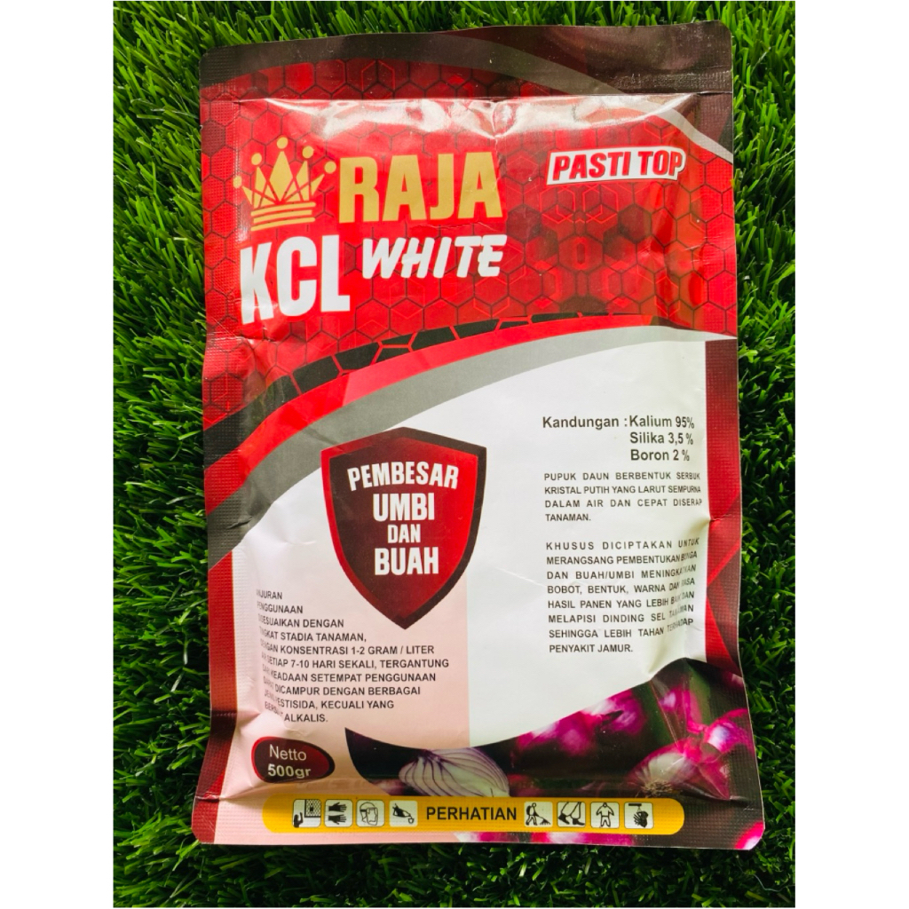 (A1) PUPUK KCL RAJA WHITE 500gr - pupuk pembesar umbi dan buah original maju jaya