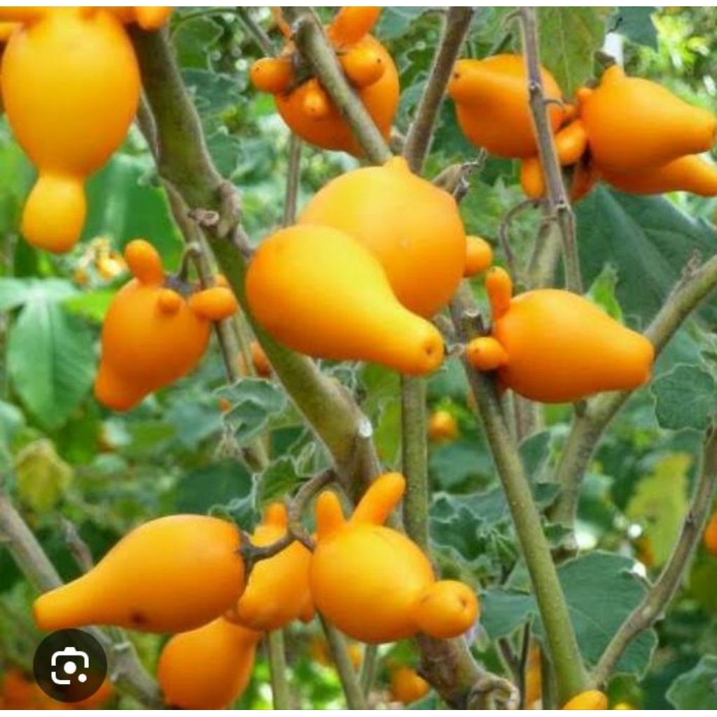 jual binih terong susu