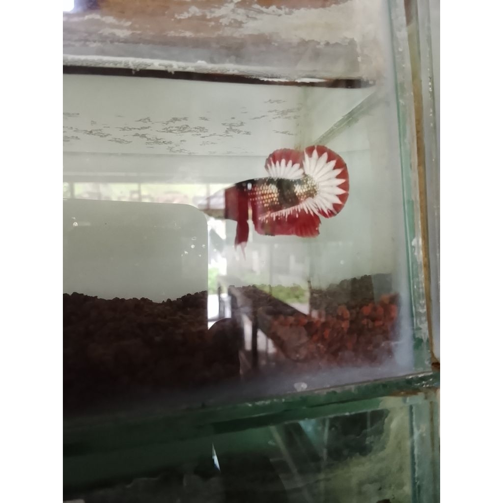 cupang fccp grade startail