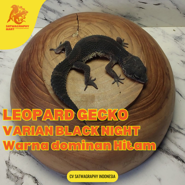 Mainan Anak GECKO Warna BLACK NIGHT BN SOLID