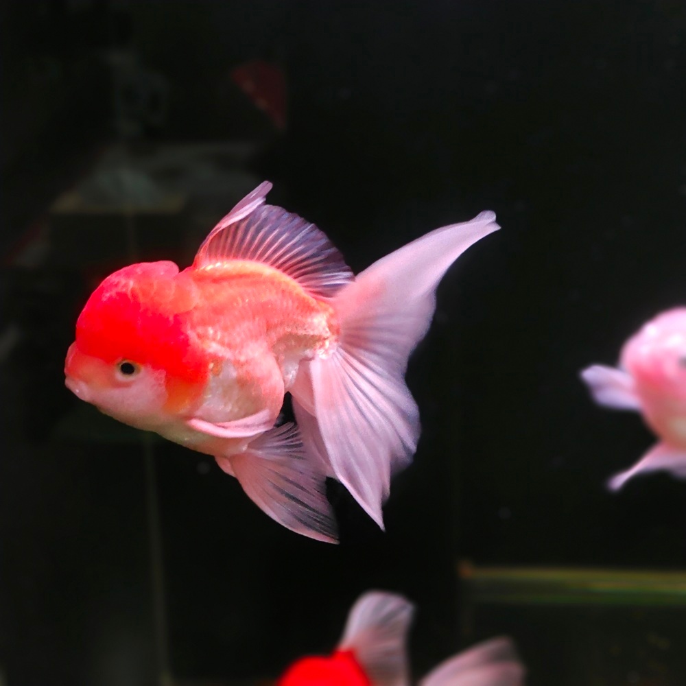 ikan mas koki oranda long tail 4jari oranda 3c jantan