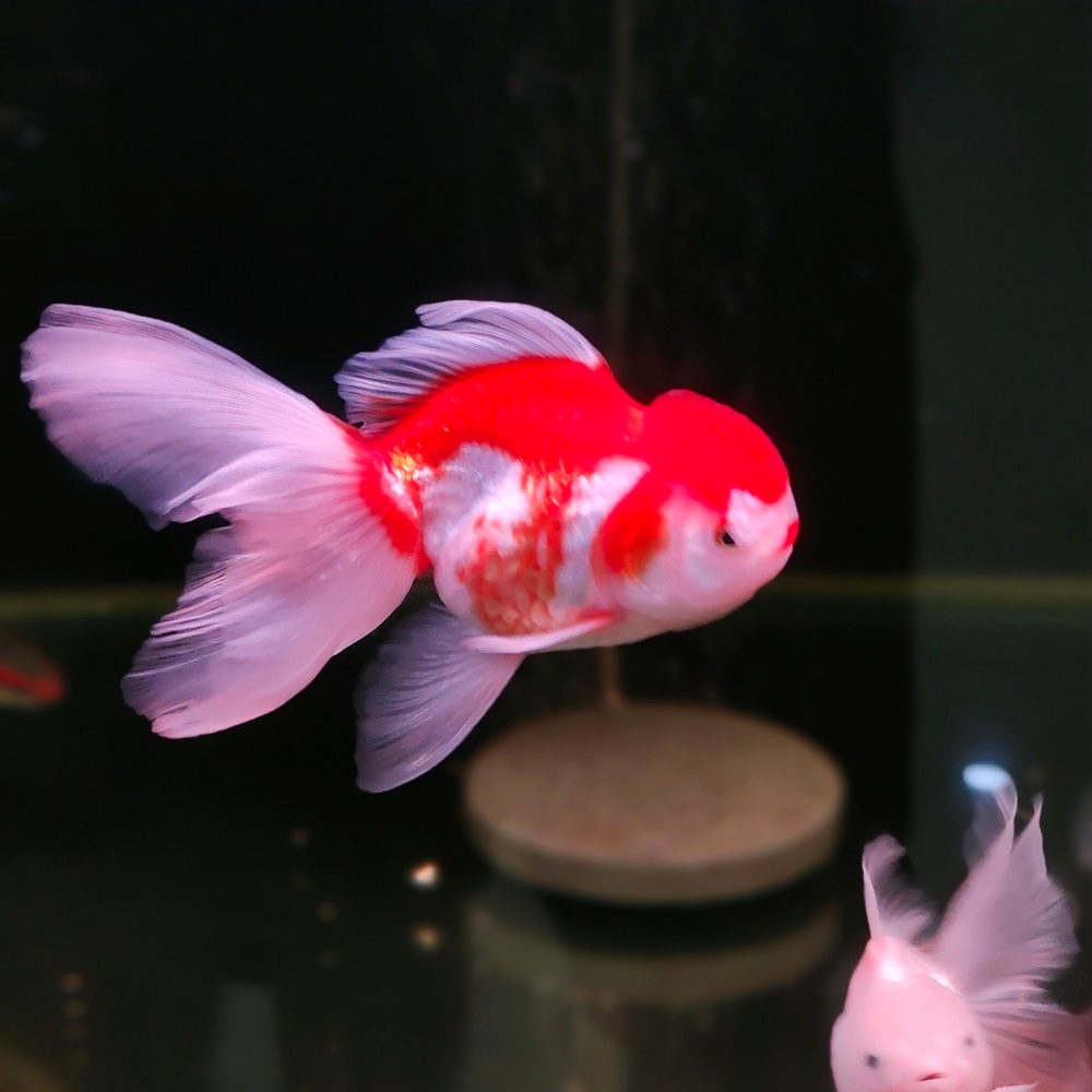 ikan mas koki betina mas koki OLT 4 jari oranda RW red white betina rajin nelor