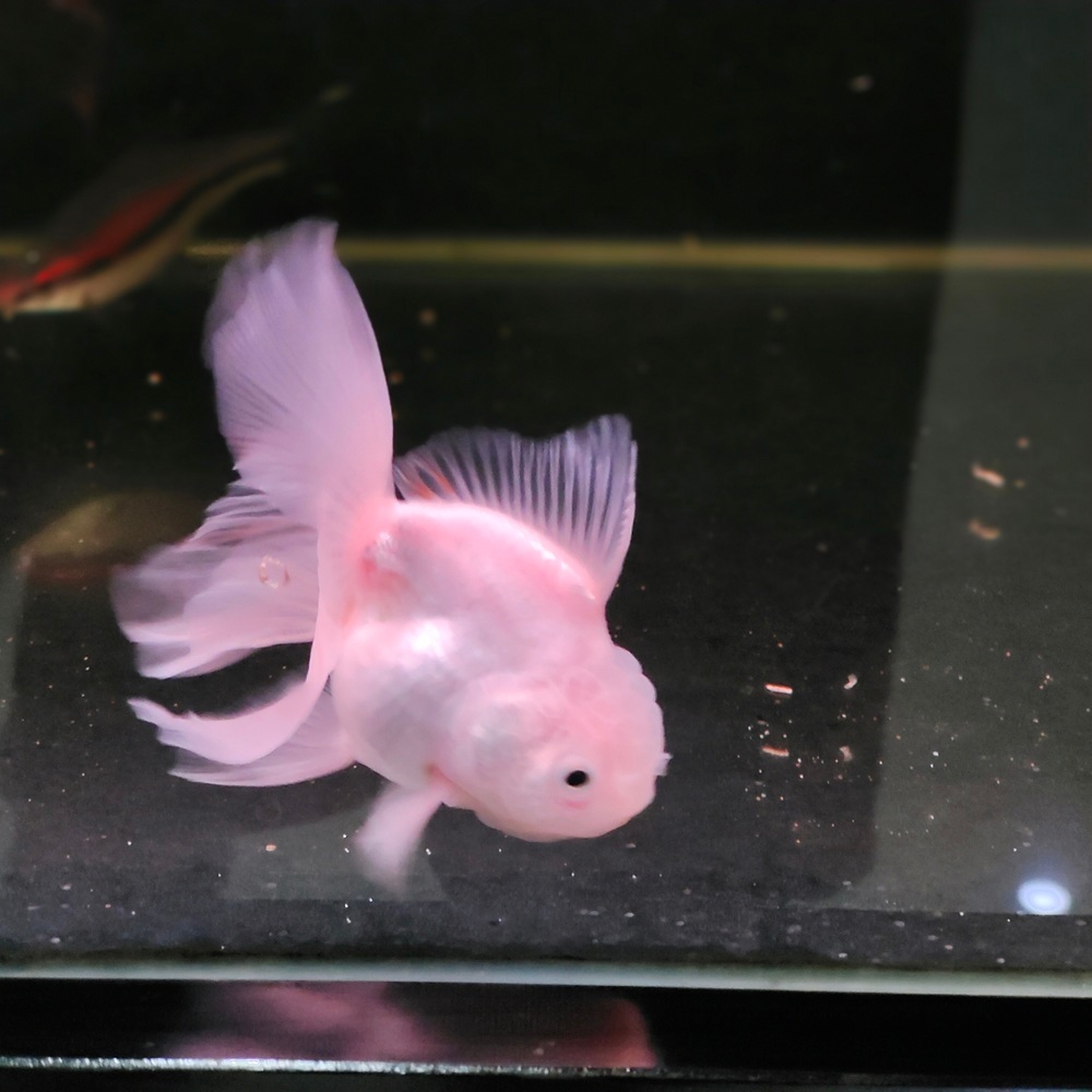 ikan mas koki 3jari ikan mas koki snow white ikan ams koki OLT long tail goldfish
