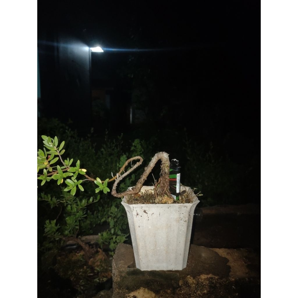 Bahan Bonsai Santigi Karang