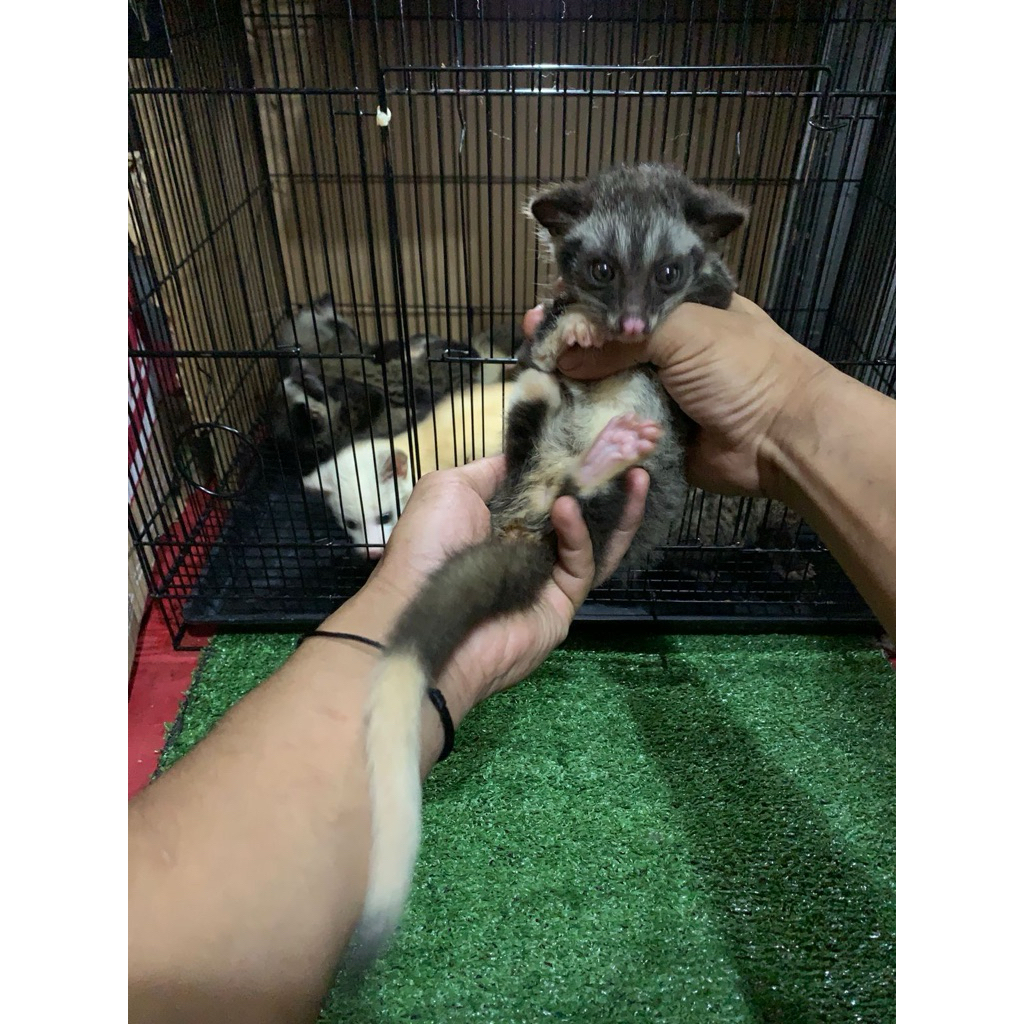 Musang pandan low mozaik