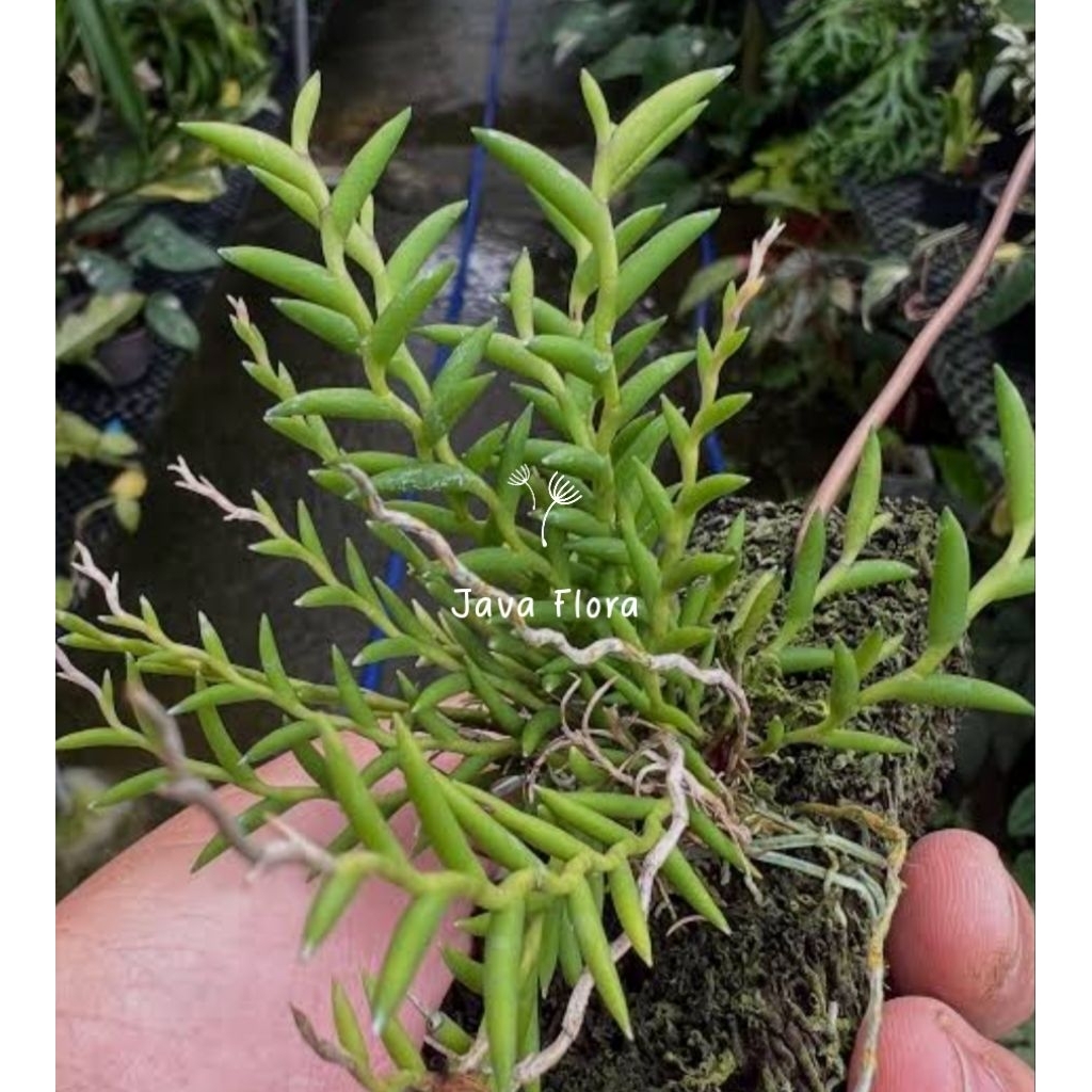 Mini Orchid || Anggrek Unik Dendrobium Subulatum sudah Bermedia+cntolan