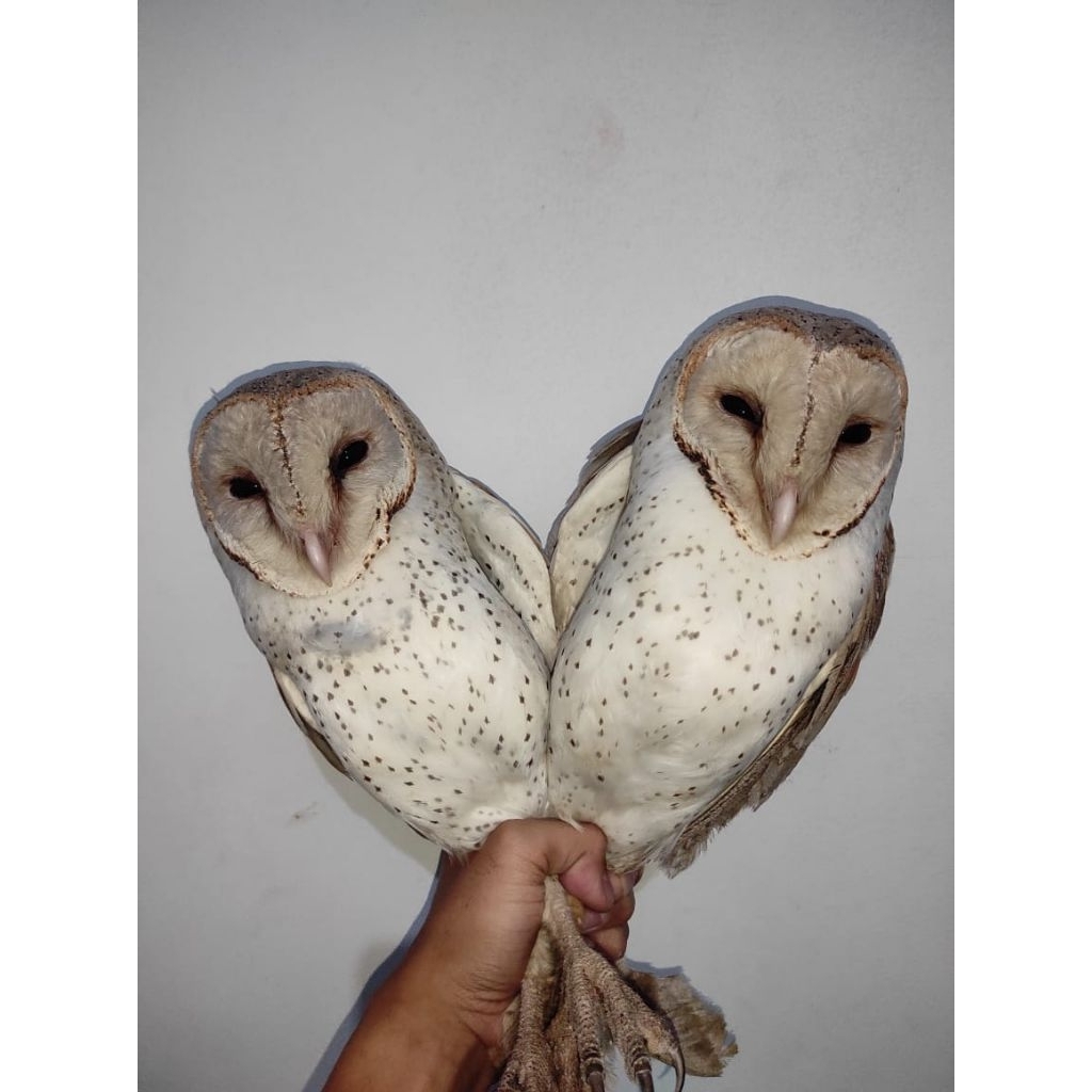 tyto alba