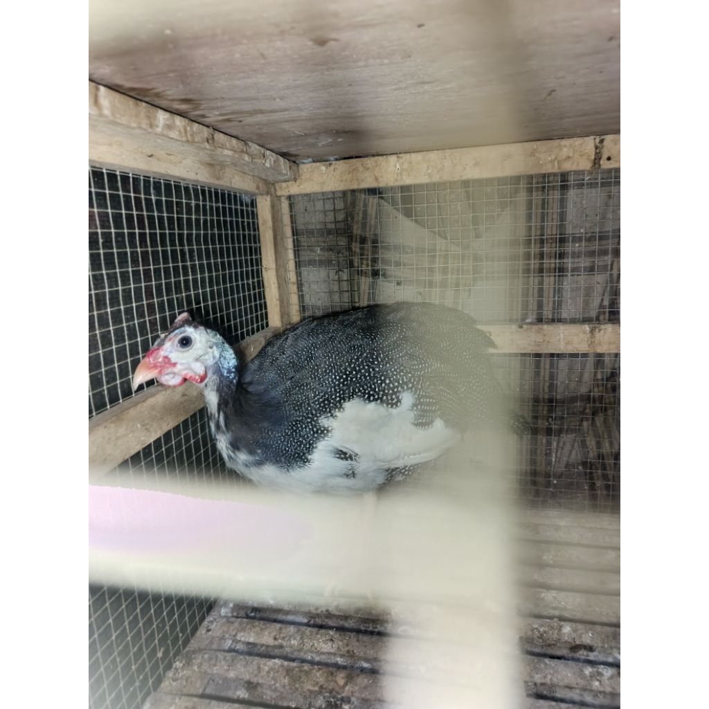 Ayam mutiara Sepasang dewasa