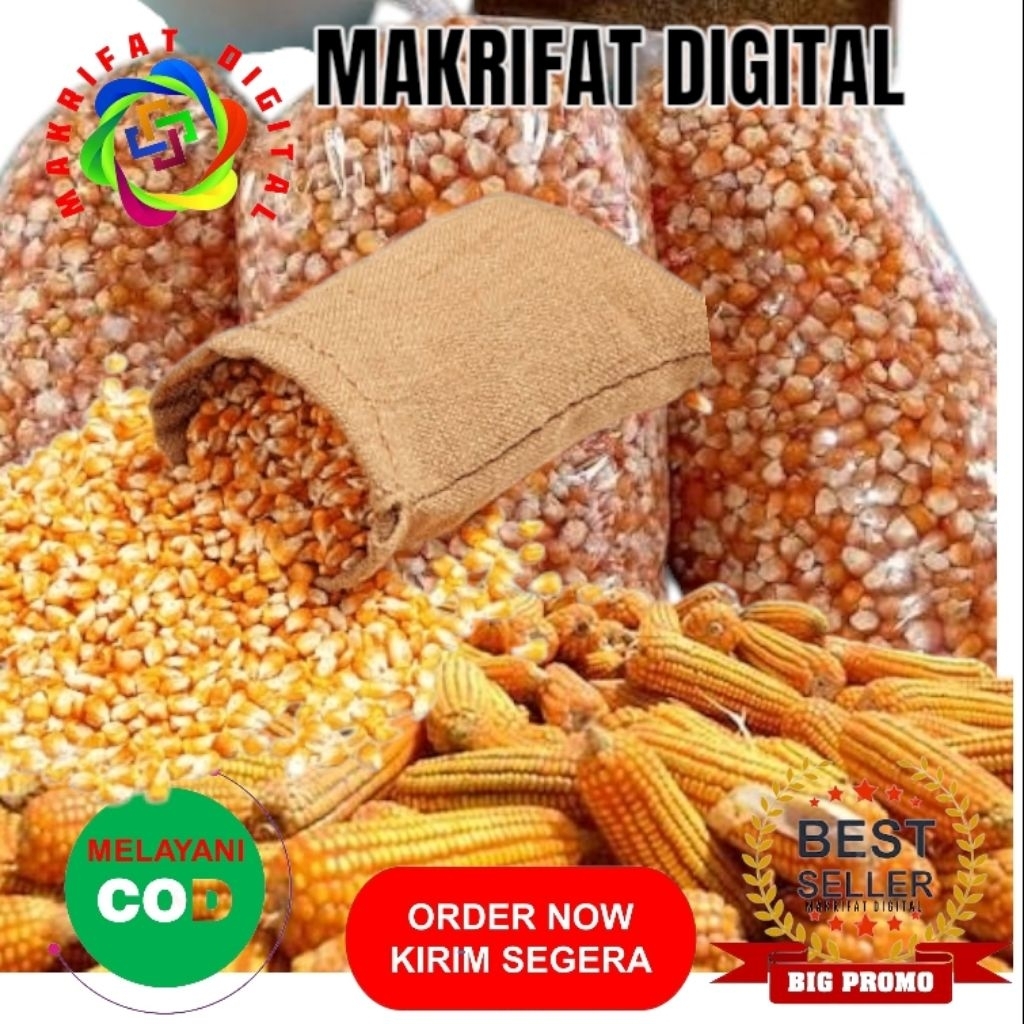 MAKRIFAT DIGITAL Paket 3 Kg JAGUNG PIPIL PAKAN TERNAK Unggas Ayam Itik Entok Ayam KUB Elba Kuntara S