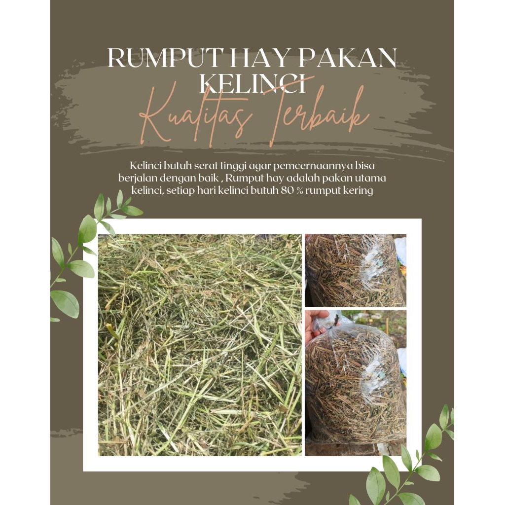 Rumput hay 2nd cut 1kg untuk kelinci humster marmut dll sehat bergizi, kelinci makan 80 % rumput ker