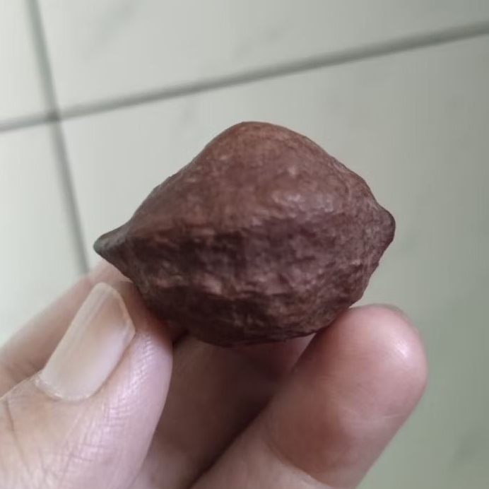 Kemiri Adu Muncang Adu Anak MD Urgen Full Tua