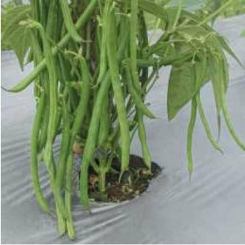 15 Benih Biji Buncis KENYA