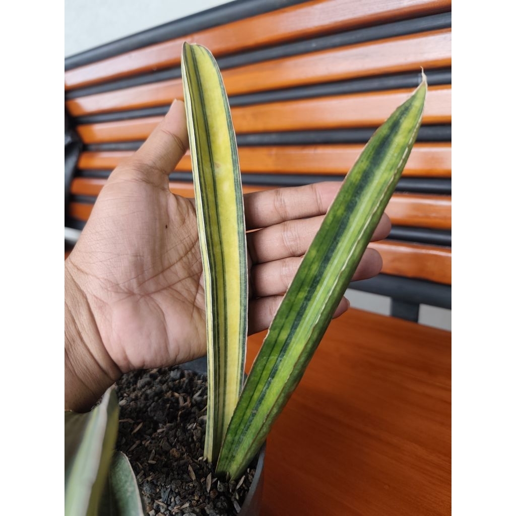 Sansevieria Baseball Varigata