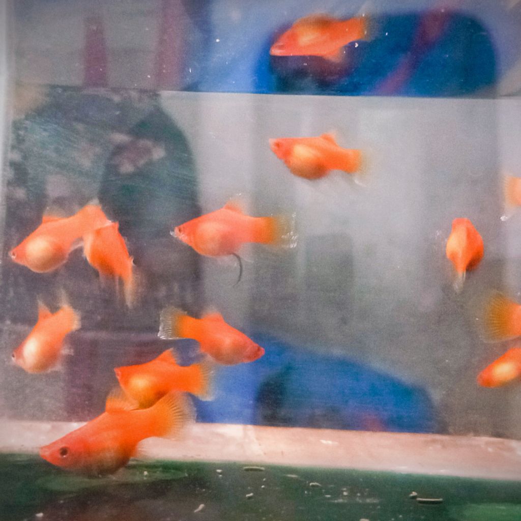 Ikan Hias Platy Red Coral Indukan Pilihan - Kondisi Sehat, Tanpa Penyakit, Aman untuk Dibudidayakan