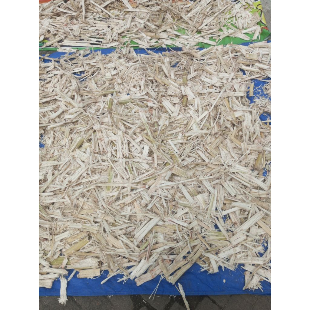 Serat ampas tebu kering murni (tanpa campuran).