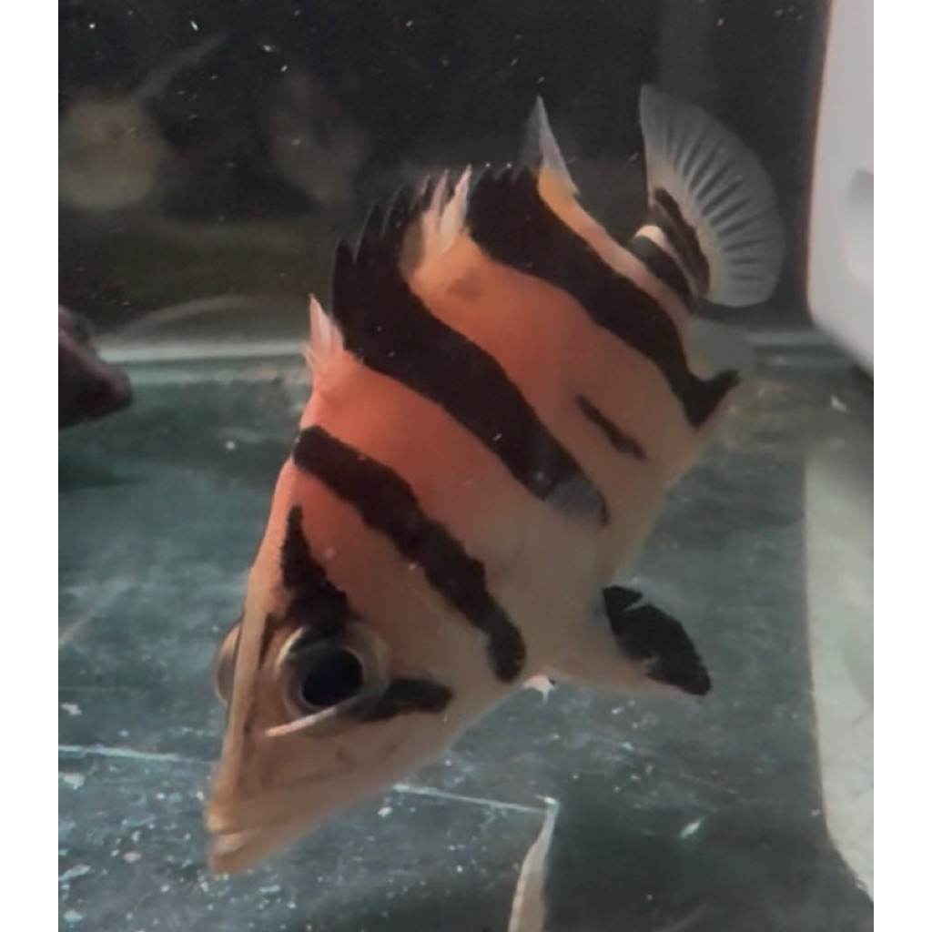 Datz Borneo (3 Bar Kotor Sedikit)