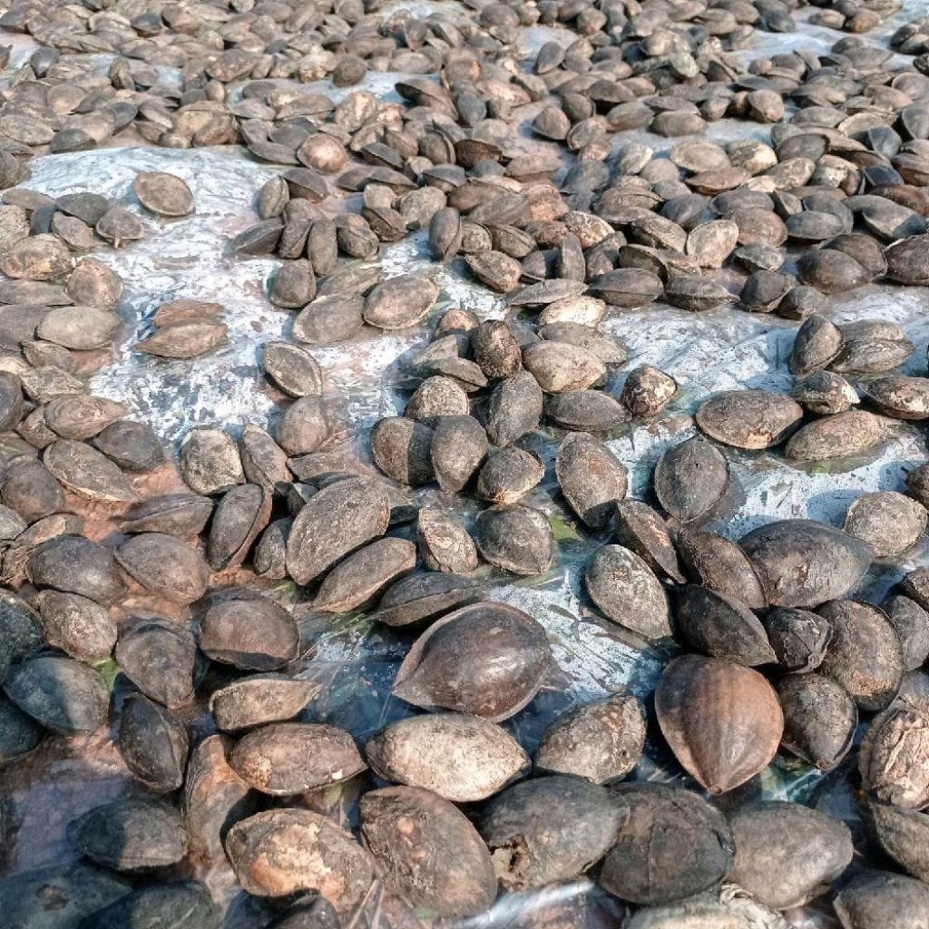 1kg buah biji ketapang kering