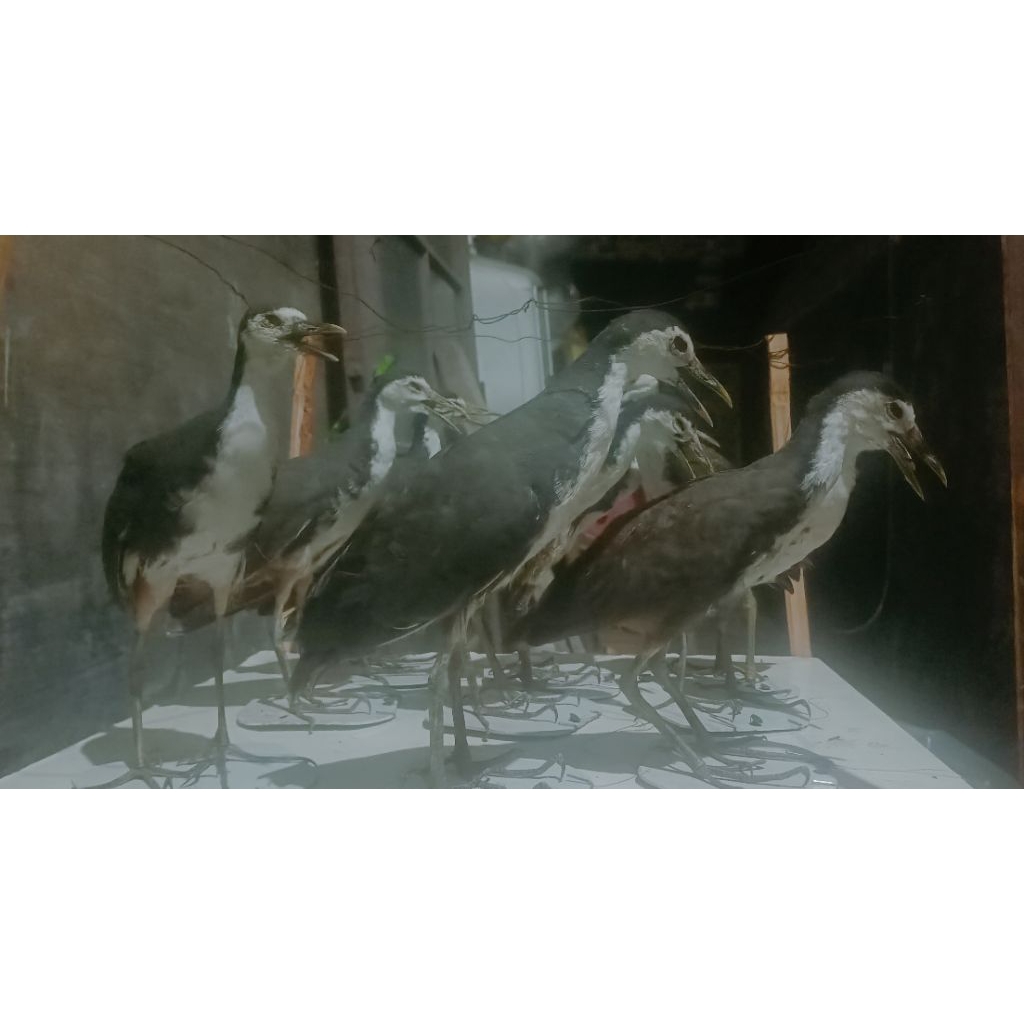 JONTROT/MUMMY PATUNG RUAK RUAK ASLI