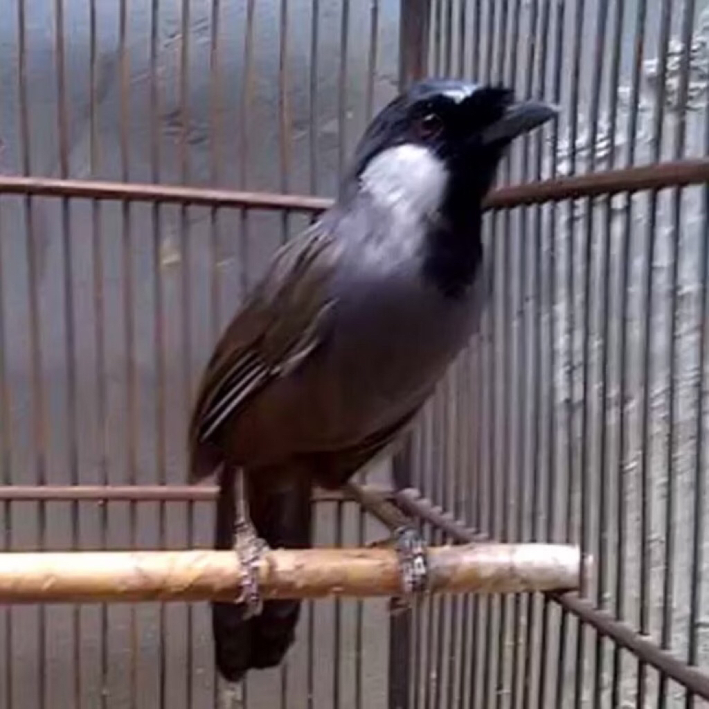 Poksay jantan Hongkong  rawatan pilihan