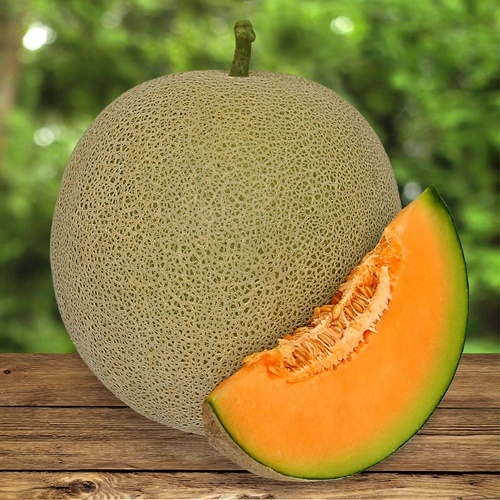 1 Benih Biji Melon MERLIN F1