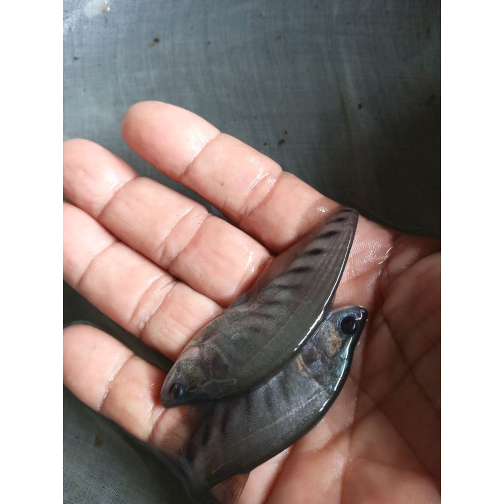 hiasan akuarium belida bangkok