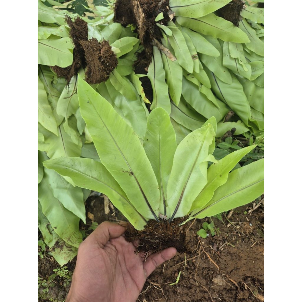 kadaka mini hiasan taman dan aviary