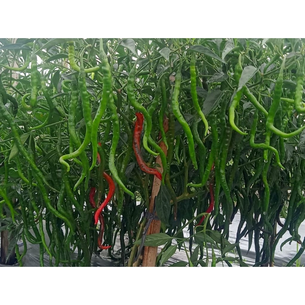 BENIH CABE KERITING STARTOP tahan Virus|Anti layu,panen 75 hari,lebih lebat tahan Busuk