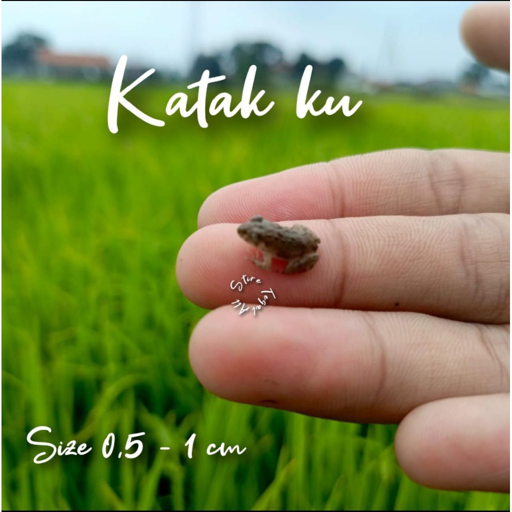 KATAK HIDUP BERGARANSI/pakan alami ikan predator dll