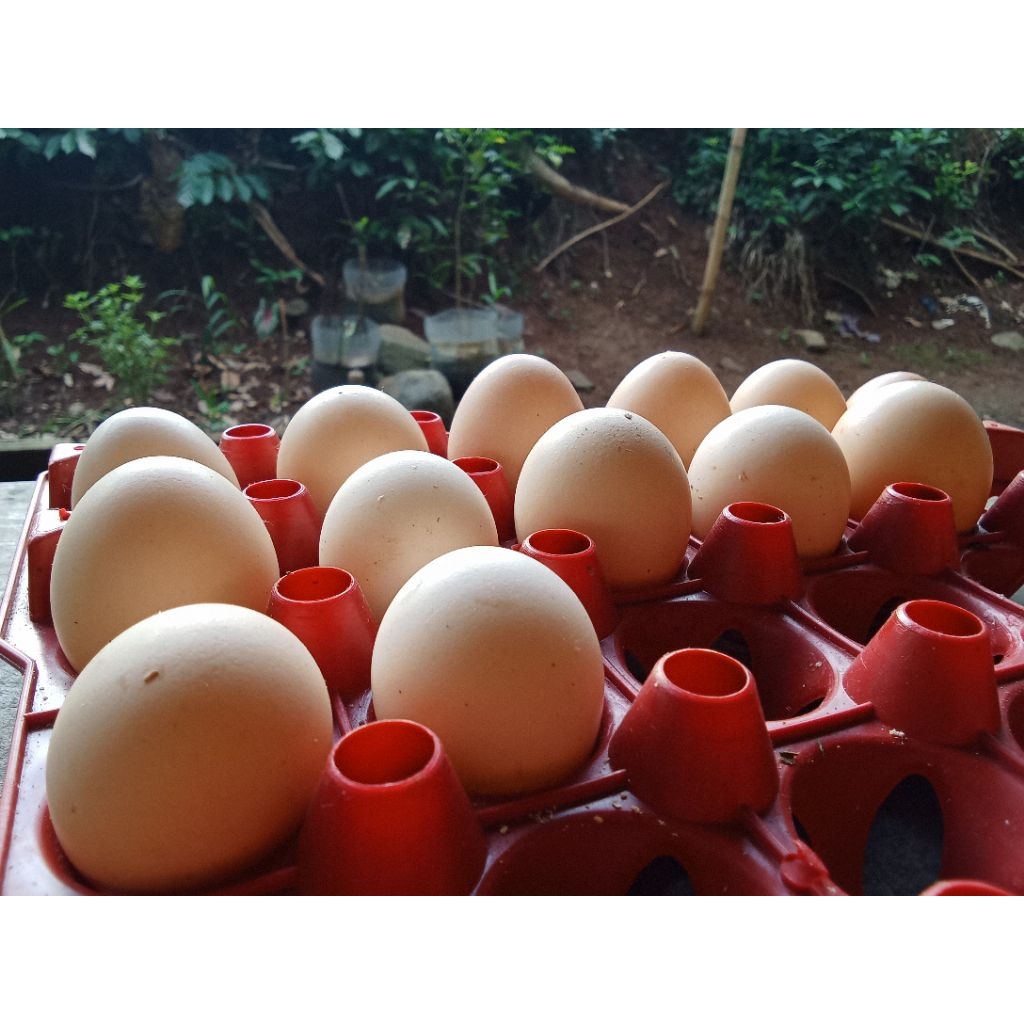 Telur fertil Ayam KUB