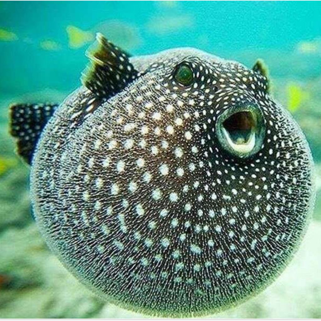 IKAN HIAS LAUT BUNTAL RETIC