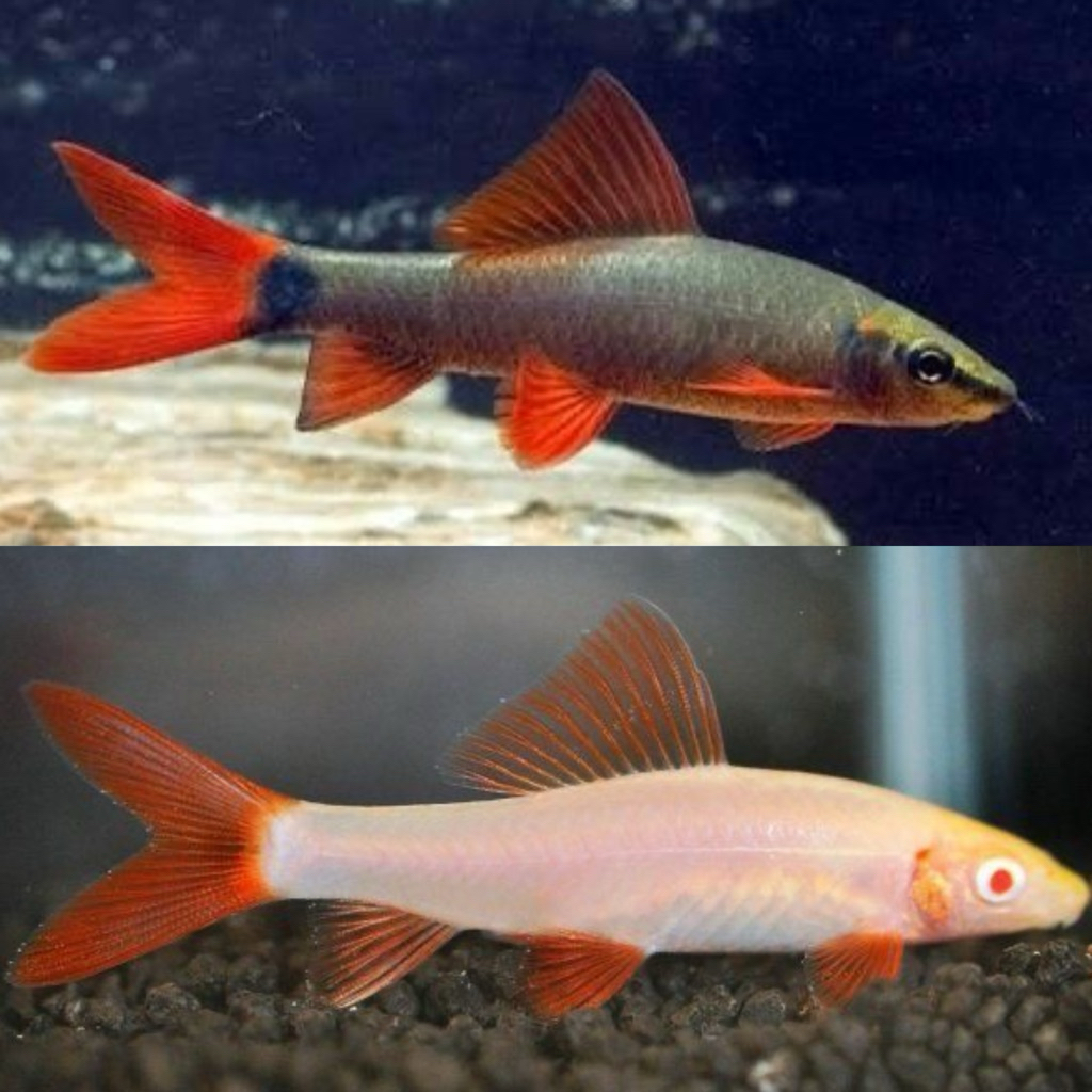 [Chan Aquatic] PAKET 10 EKOR IKAN REDFIN SHARK REDFIN BLACK REDFIN ALBINO IKAN PEMBERSIH LUMUT