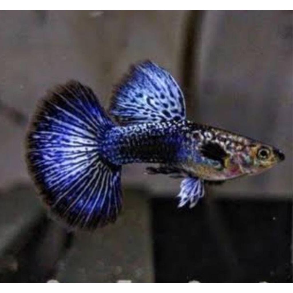 TERLARIS, gupy (blue dragon) ikan hias air tawar aquarium dan Aquascape