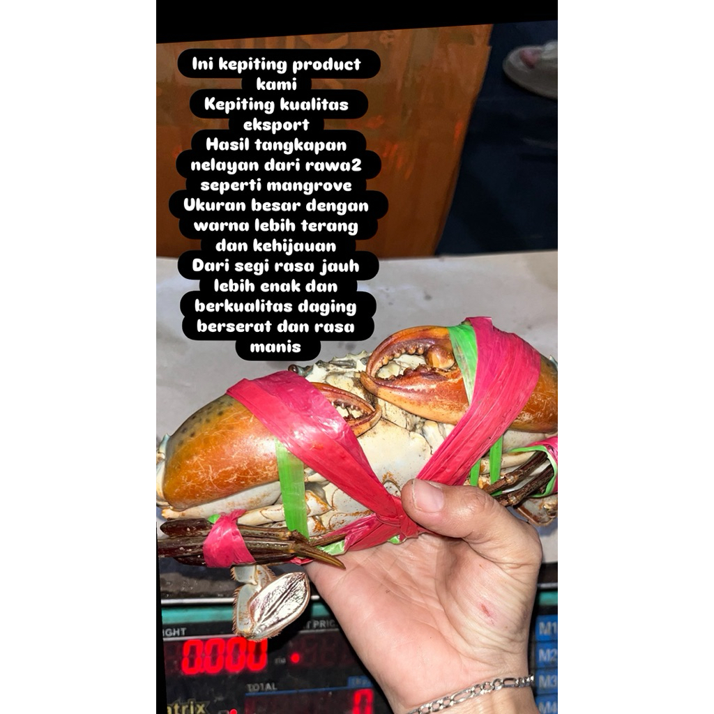 Kepiting Jantan Hijau Hidup 1Kg Isi 3 – Daging Padat, Manis, Segar